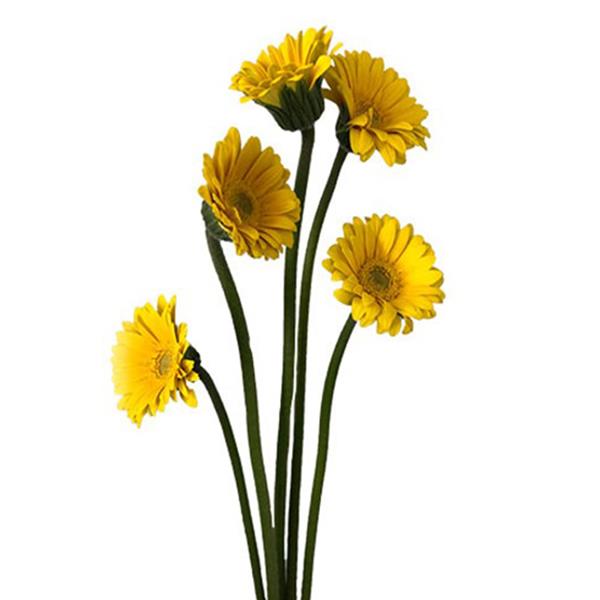 Mini Gerbera