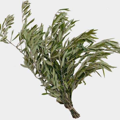 Olive Branch