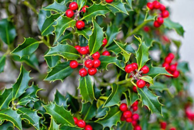 Holly