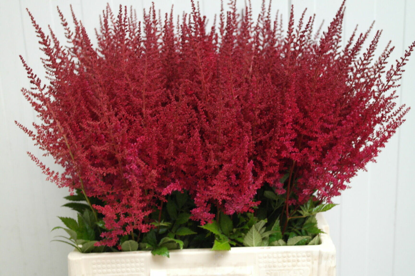 Astilbe