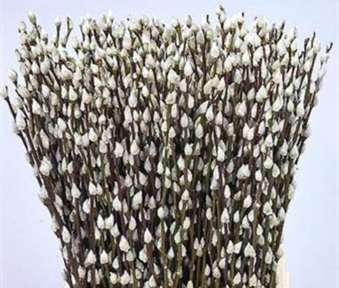 Salix Snowflake Pussy Willow