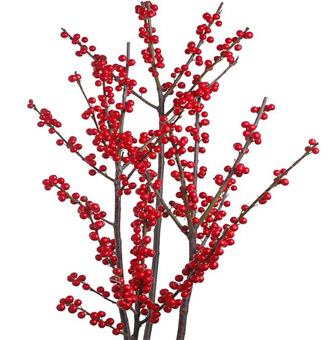 Ilex