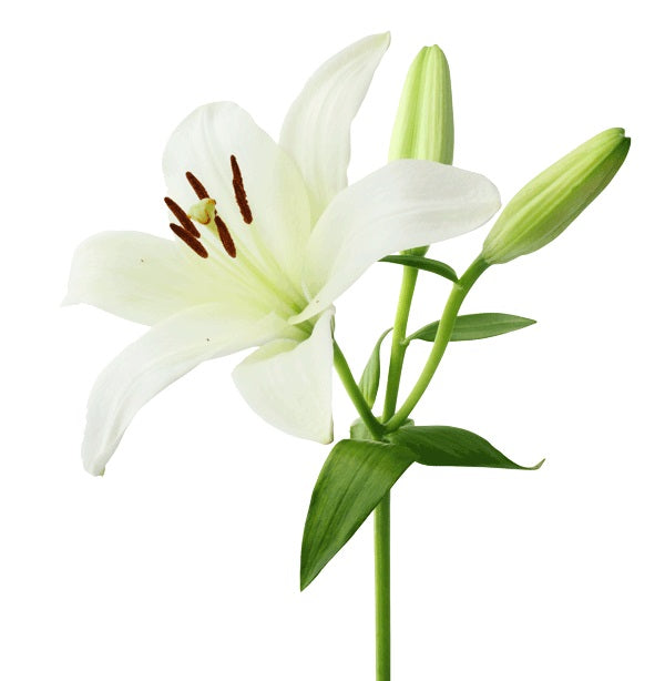 tiger lily wholesale Tiger Lilies