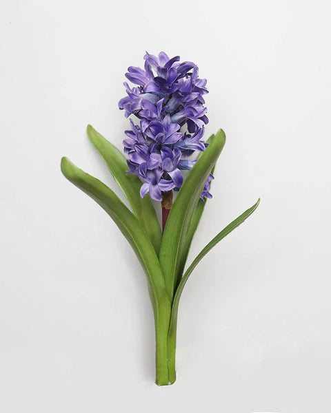 Hyacinth