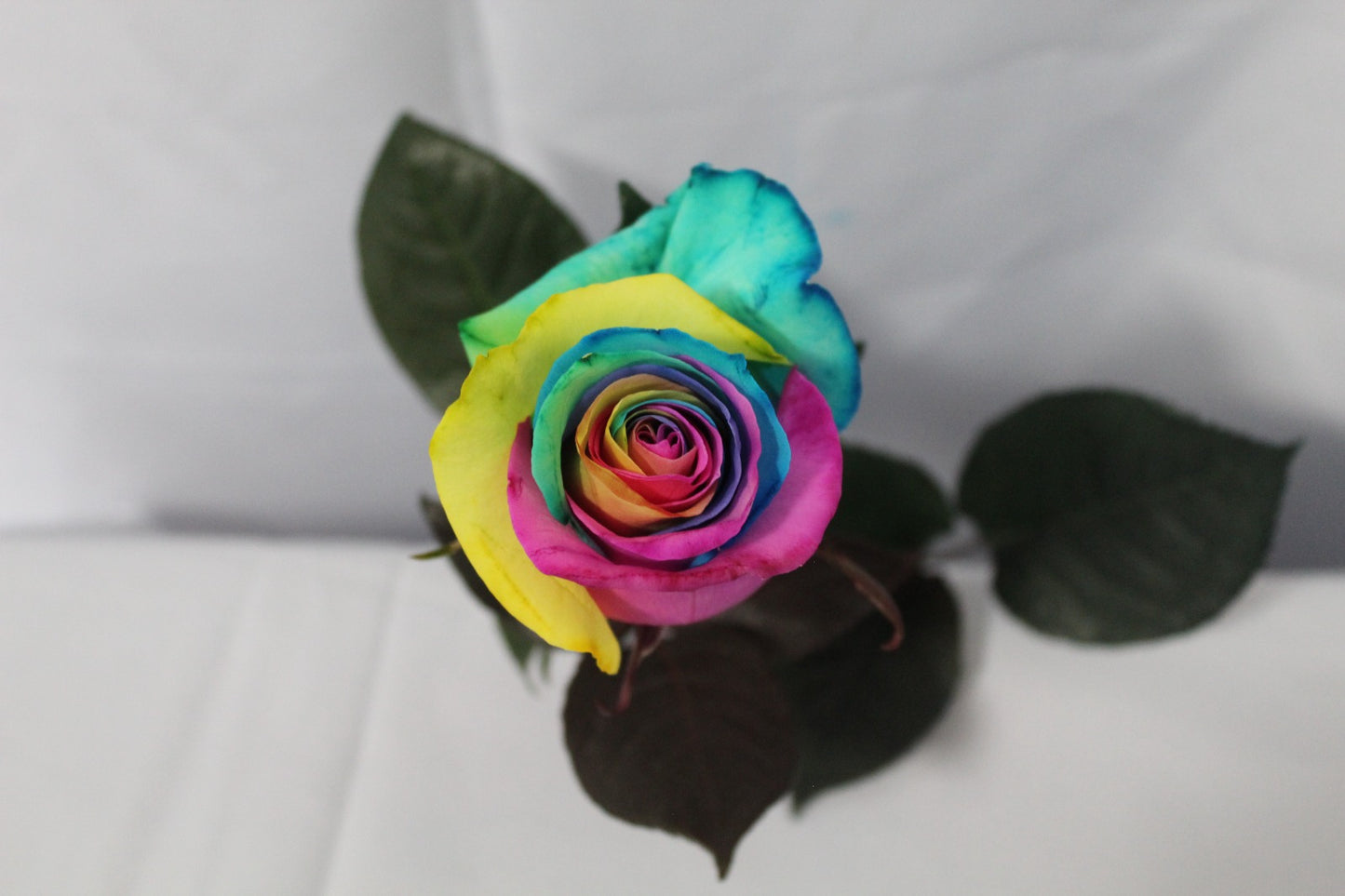 Bunch of 25 Roses (60cm)