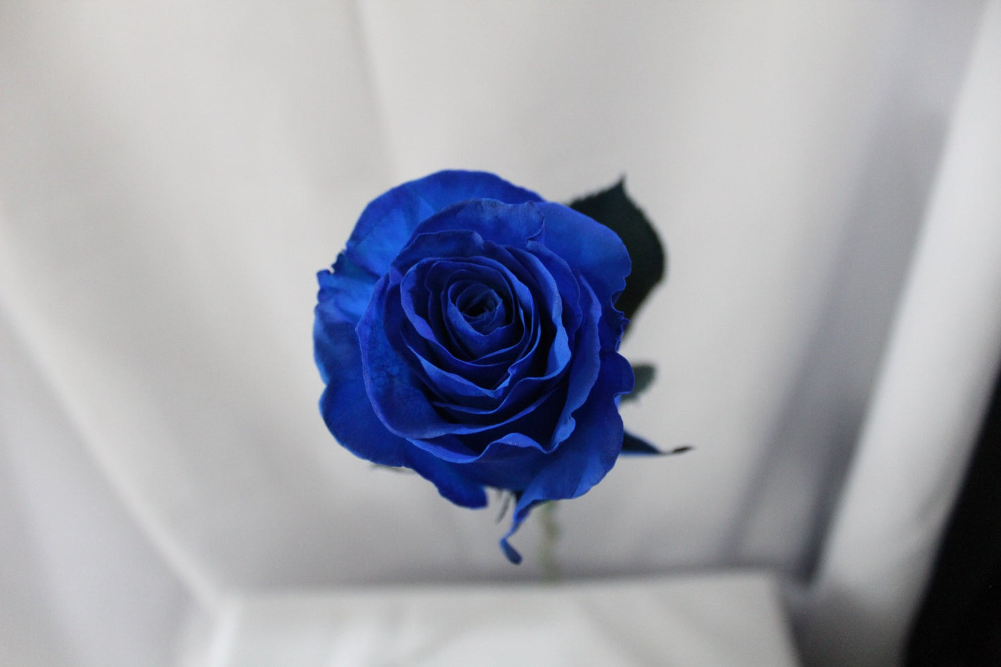 Bunch of 25 Roses (60cm)
