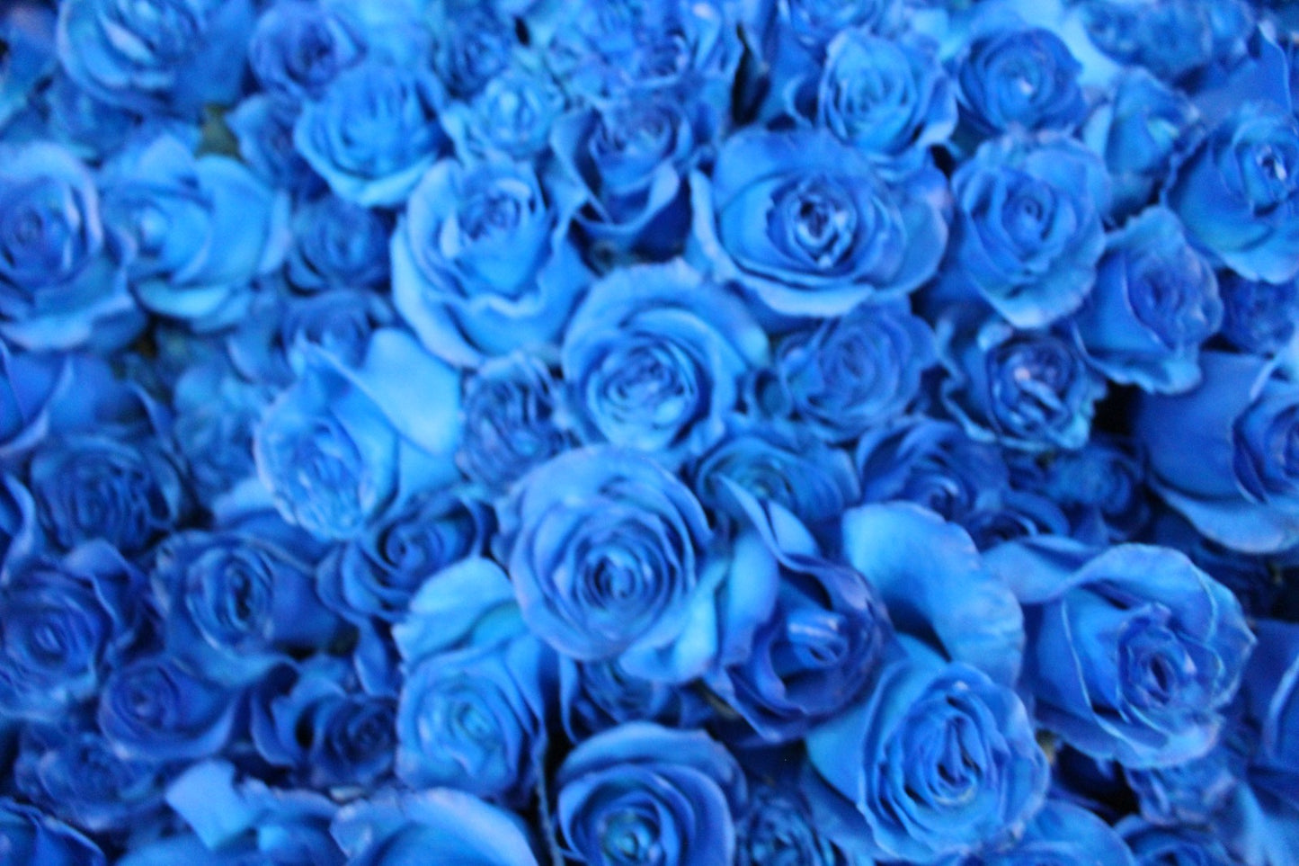 Tinted Roses
