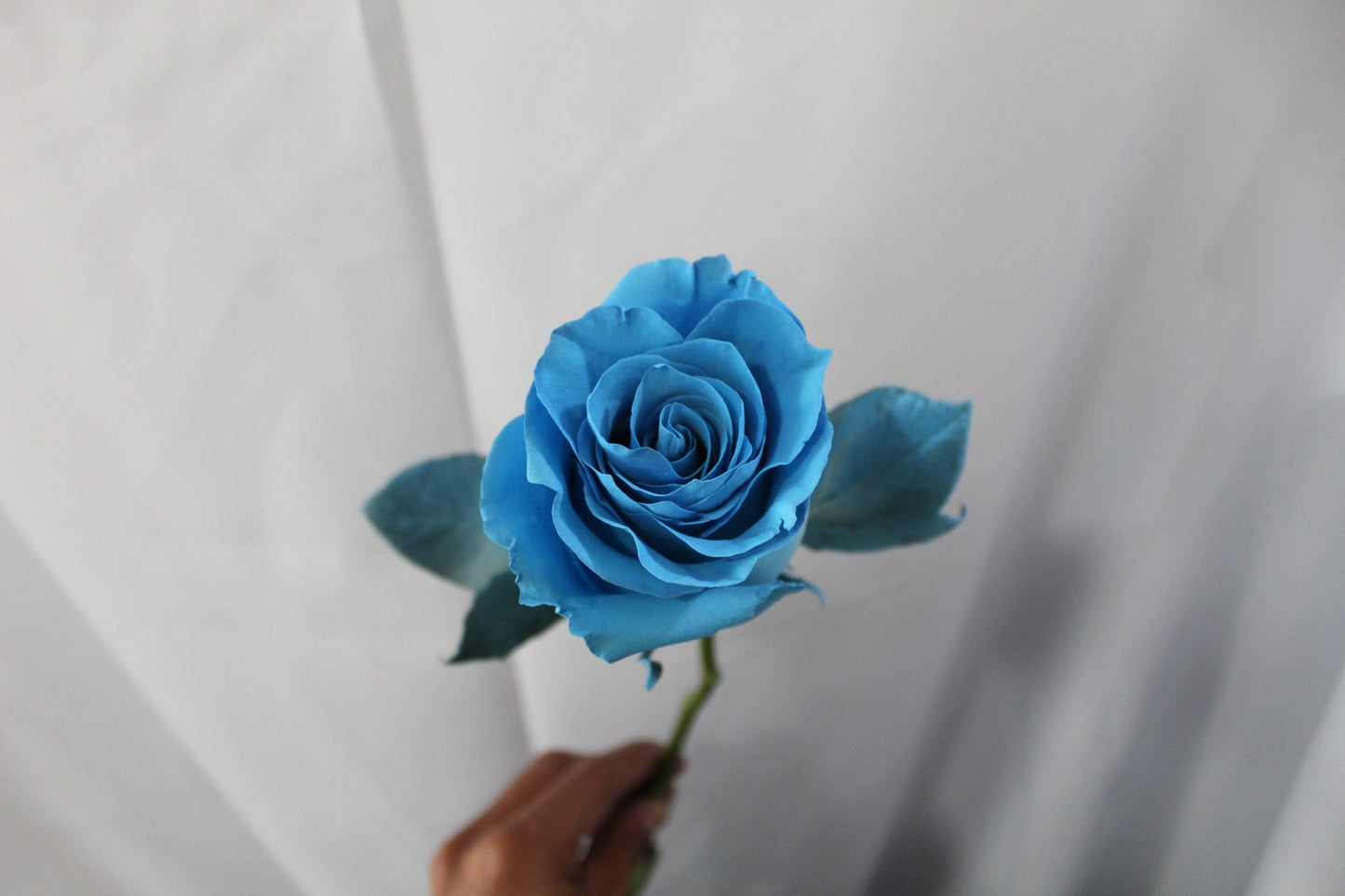Bunch of 25 Roses (60cm)