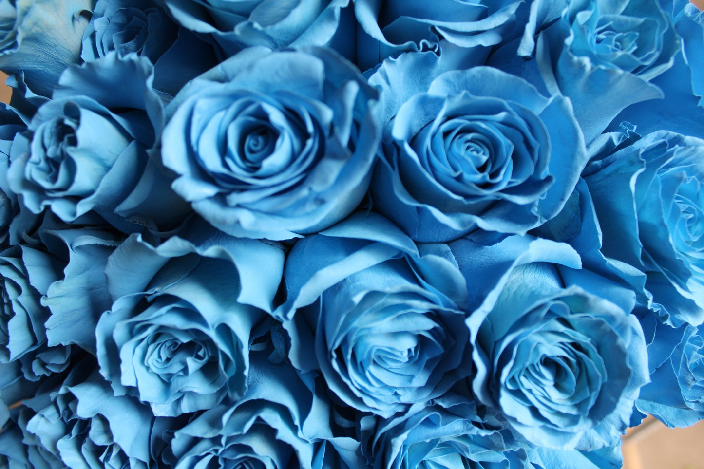 Tinted Roses