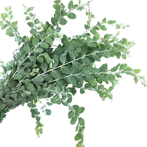 Blue Acacia