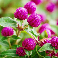 Globe Amaranth
