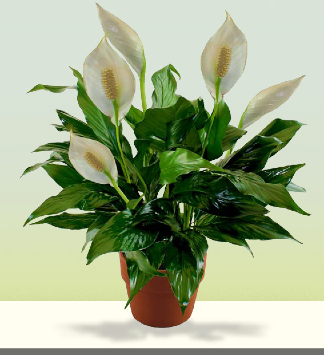 Potted Plants