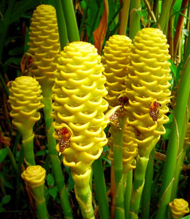 Heleconia Honeycomb