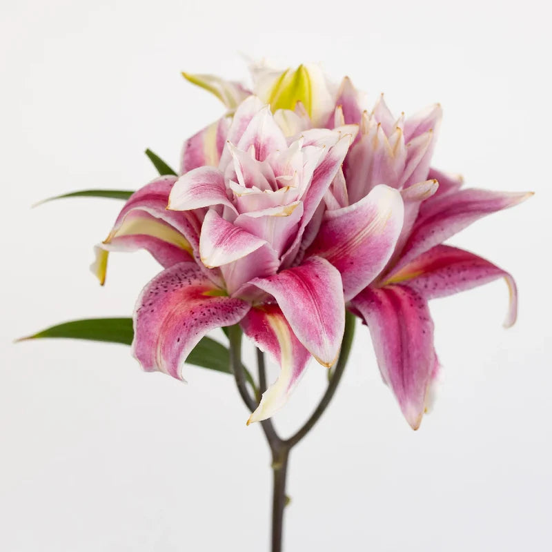 Rose Lilies