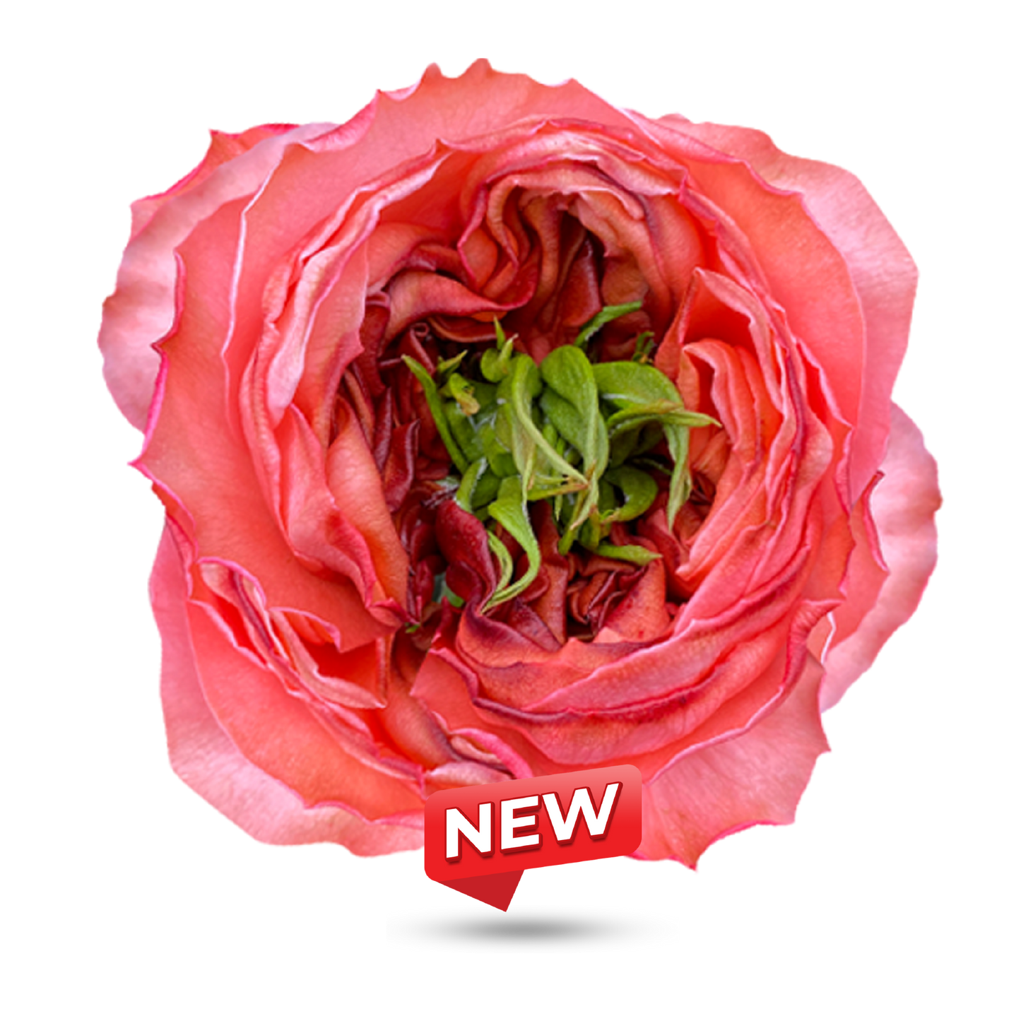 Garden Roses