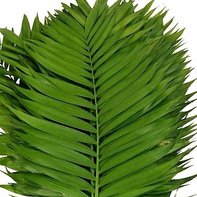 Cammedor
