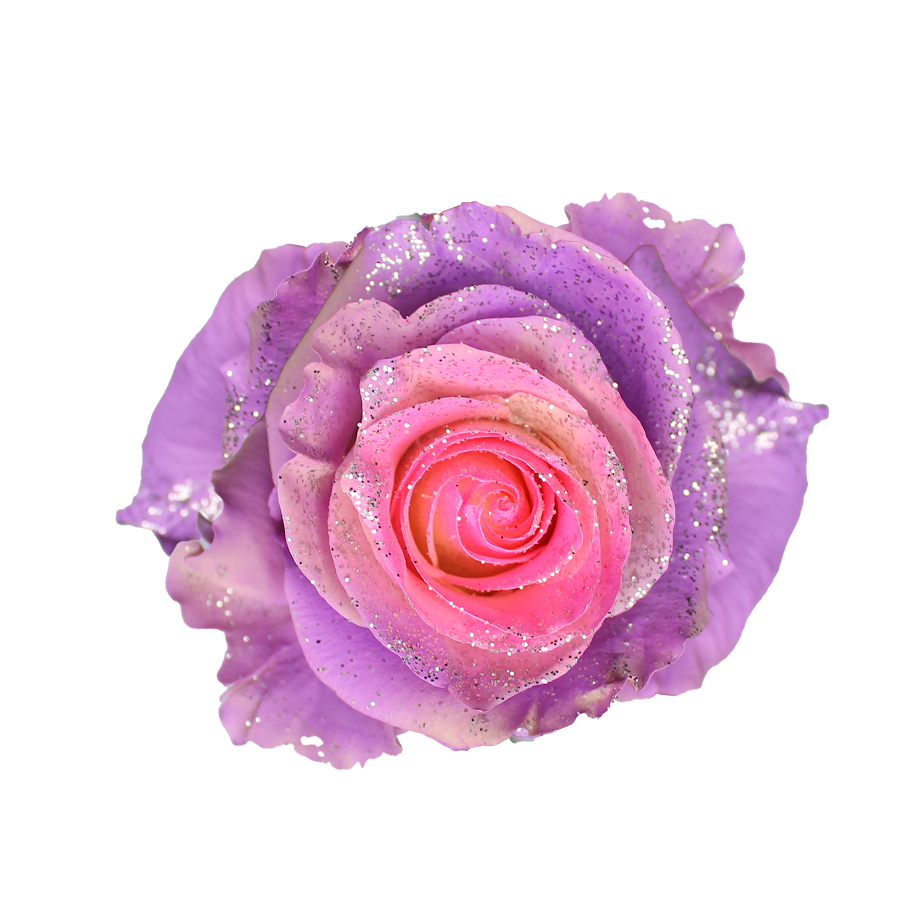 Bunch of 25 Roses (60cm)