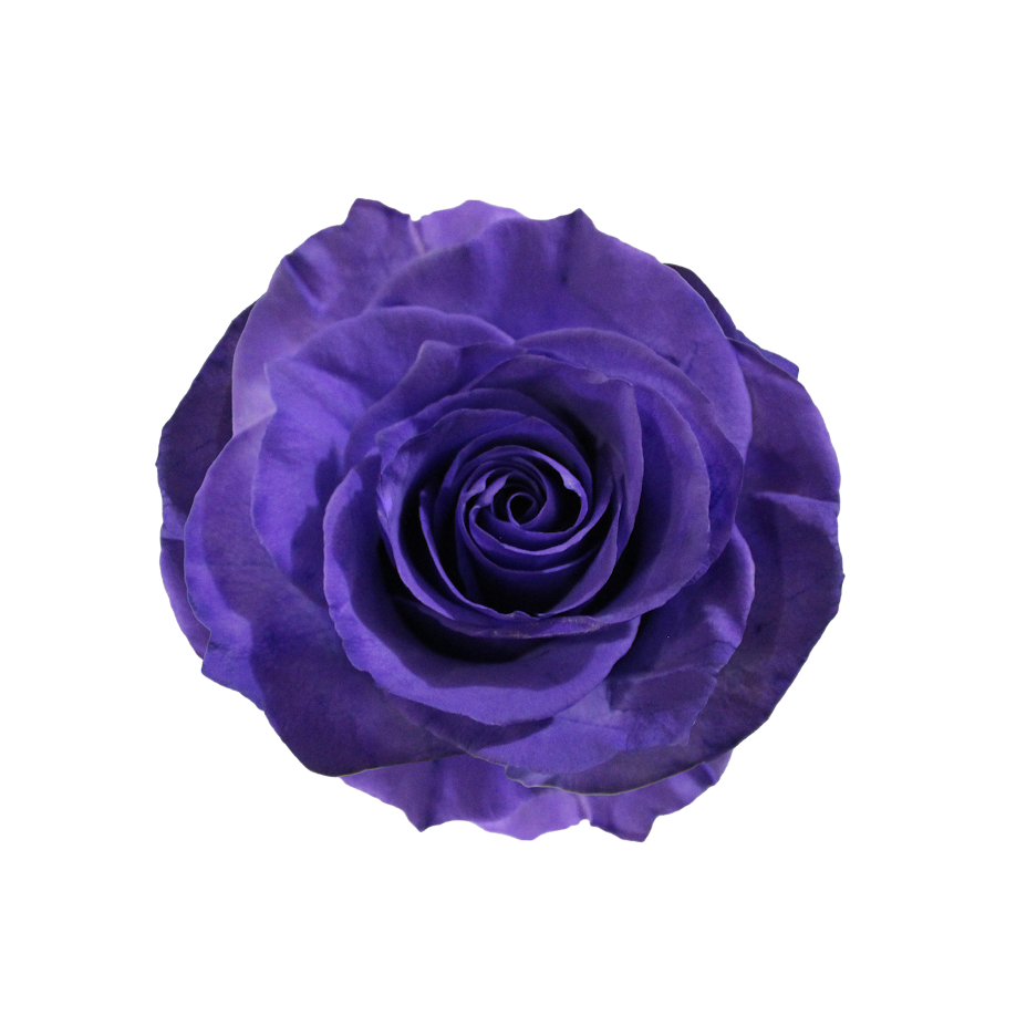 Bunch of 25 Roses (60cm)