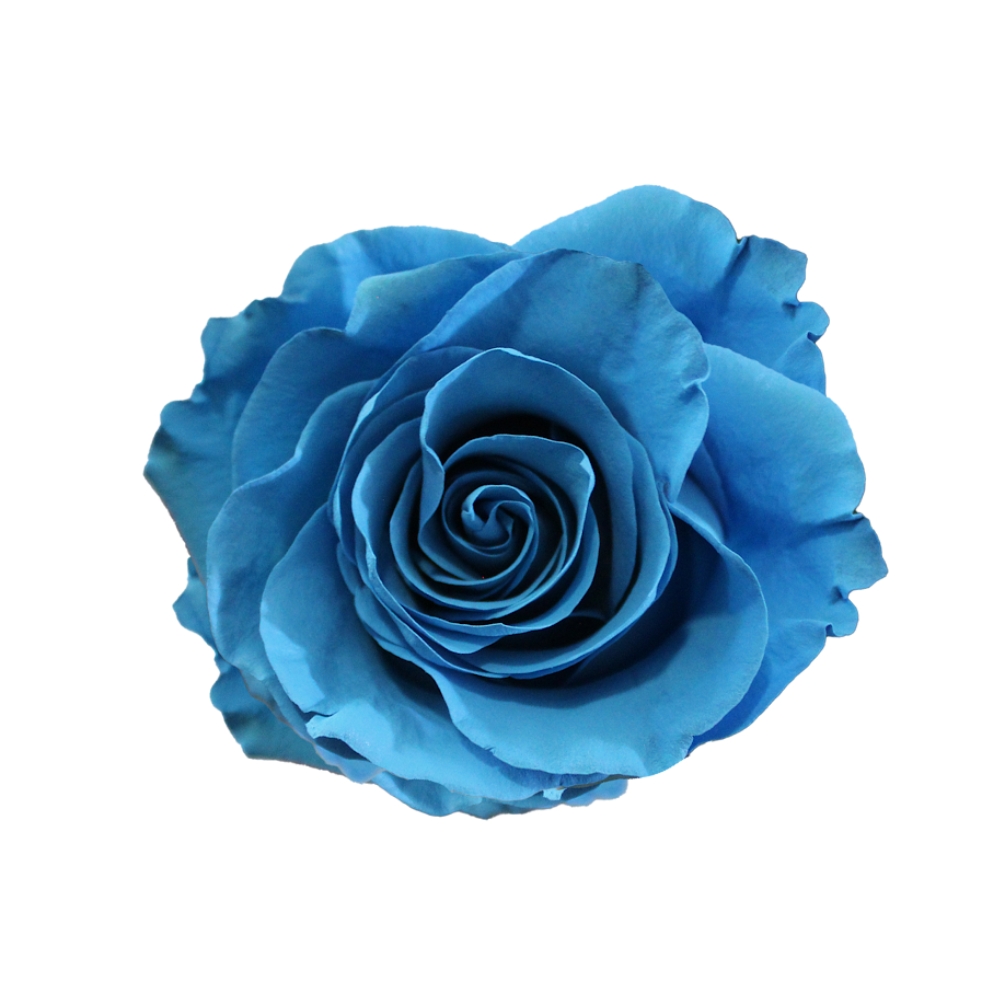 Bunch of 25 Roses (60cm)