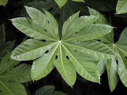 Aralia