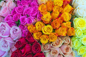 Color Roses