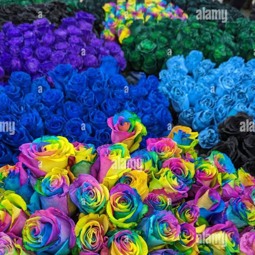 Tinted Roses