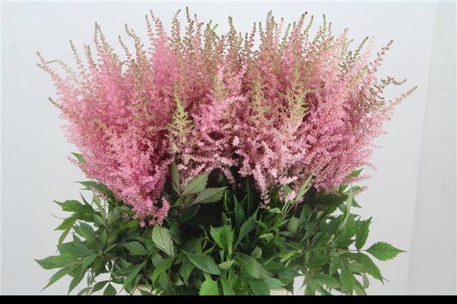 Astilbe