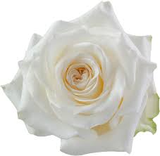 Garden Roses
