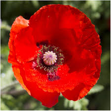 Poppy