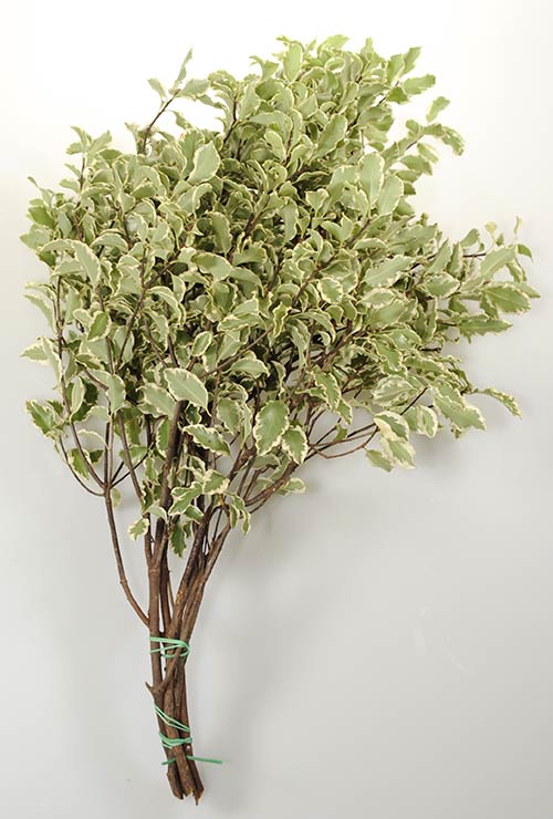 Italian Pittosporum