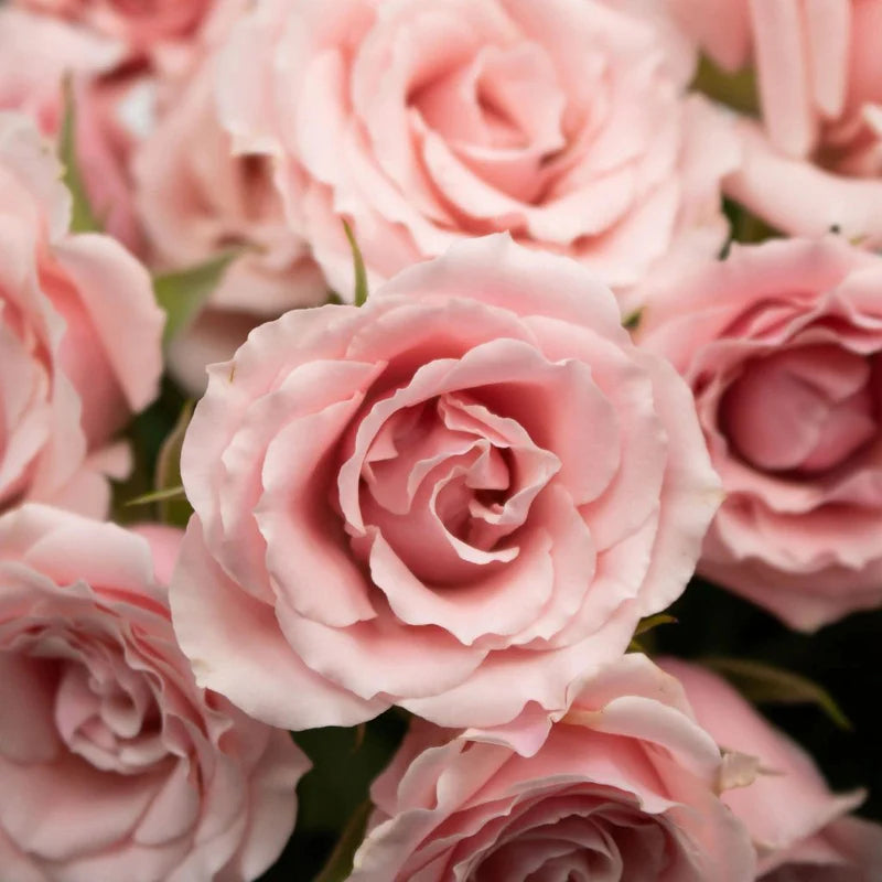 Spray Roses