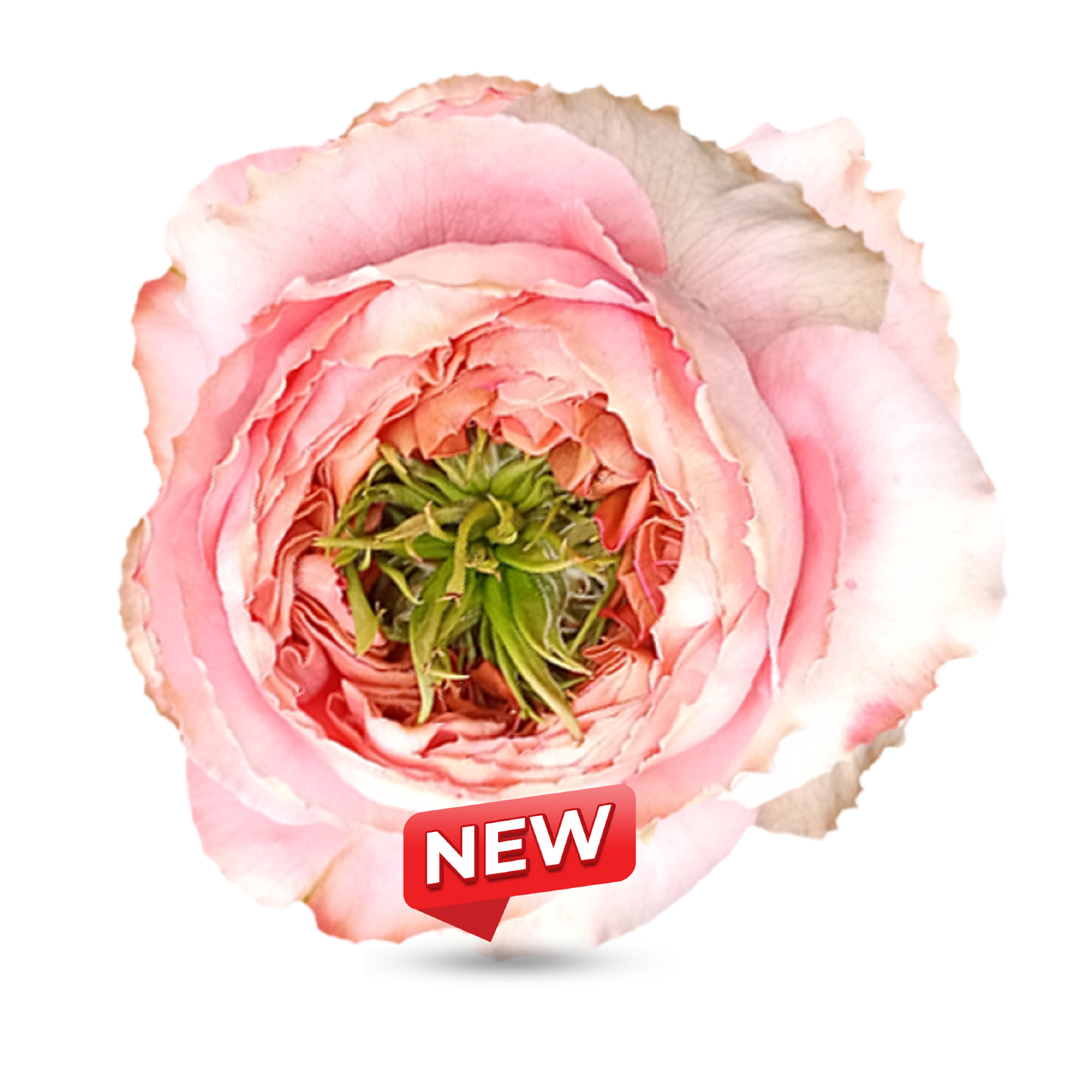 Garden Roses
