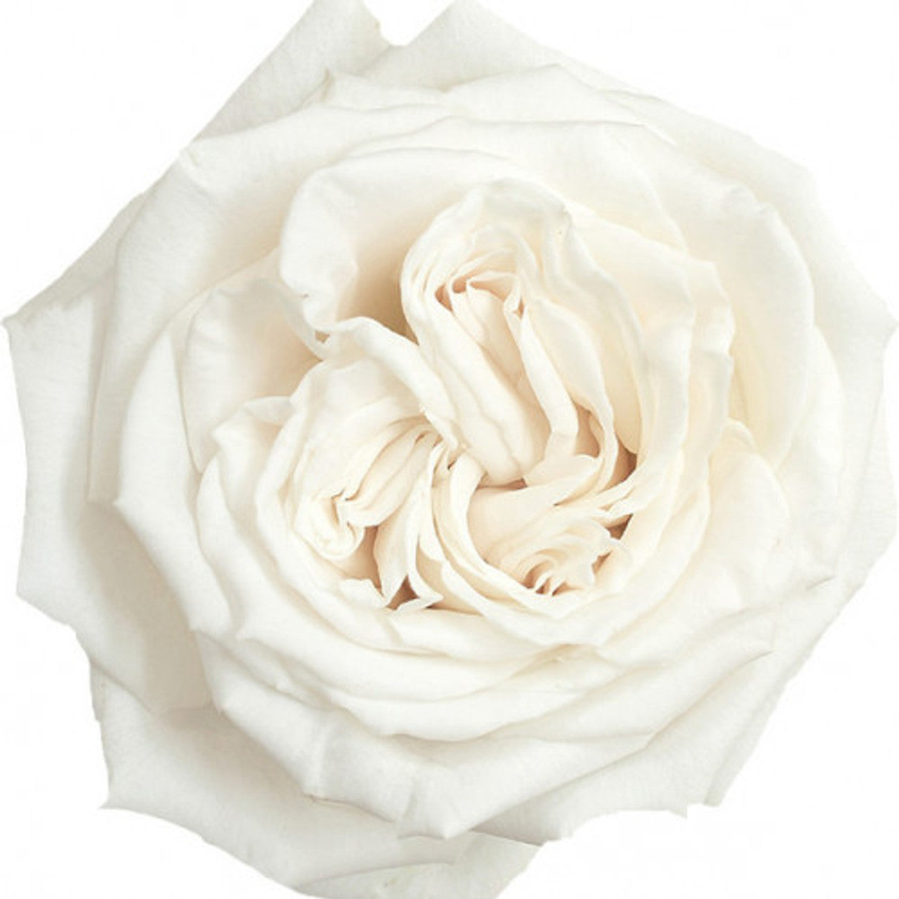 Garden Roses