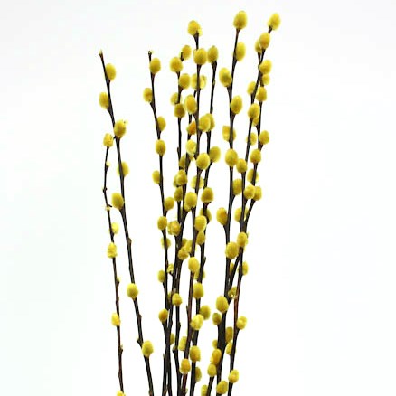 Pussy Willow