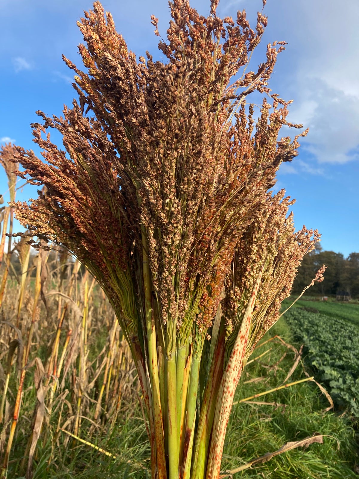 broomcorn