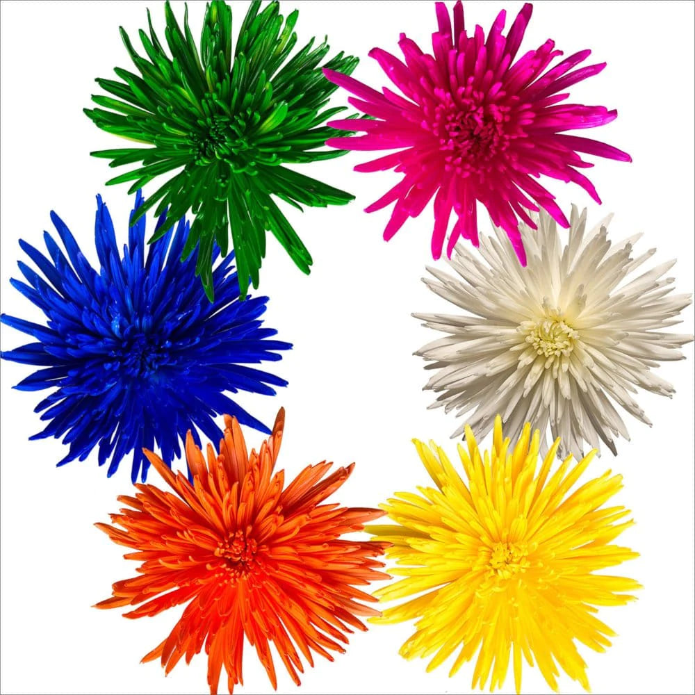 Spiders Tinted