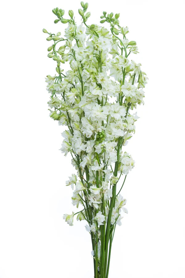 Delphinium