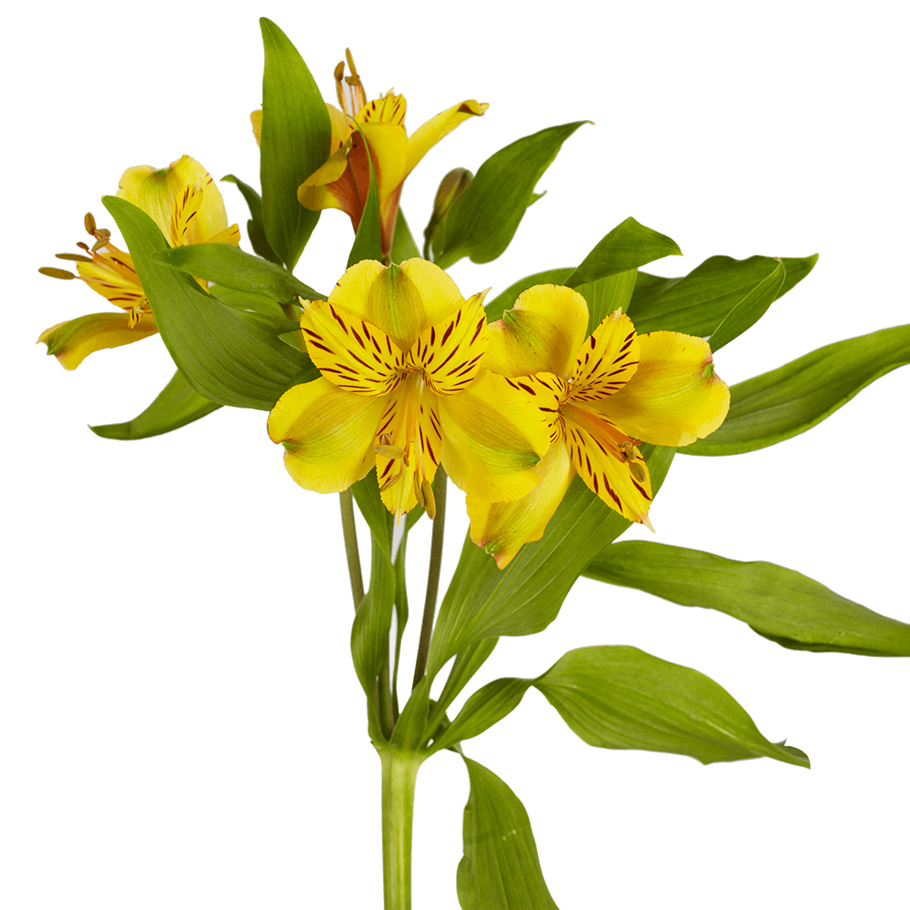 Alstromeria