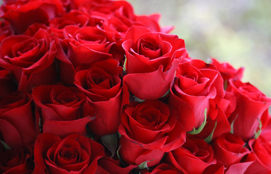 Roses – United Flower Wholesale