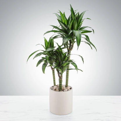 Potted Plants