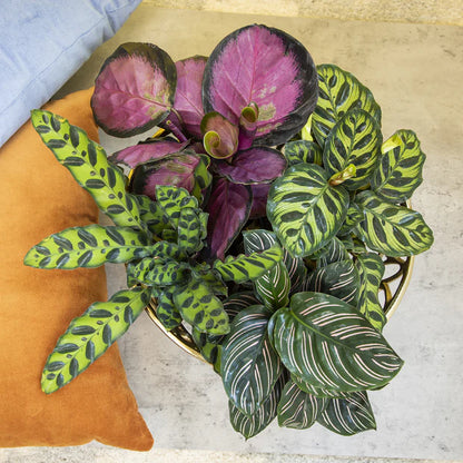 Potted Plants