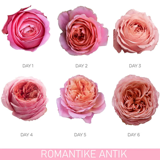 Color Roses