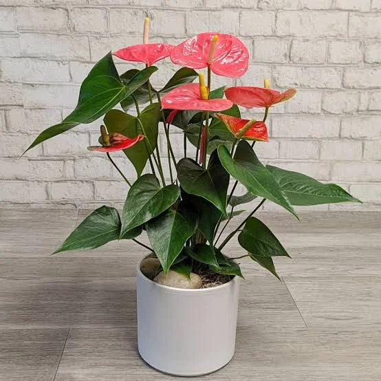 ANTHURIUM