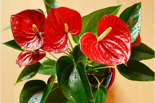 Potted Plants