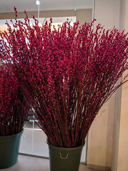 Pussy Willow