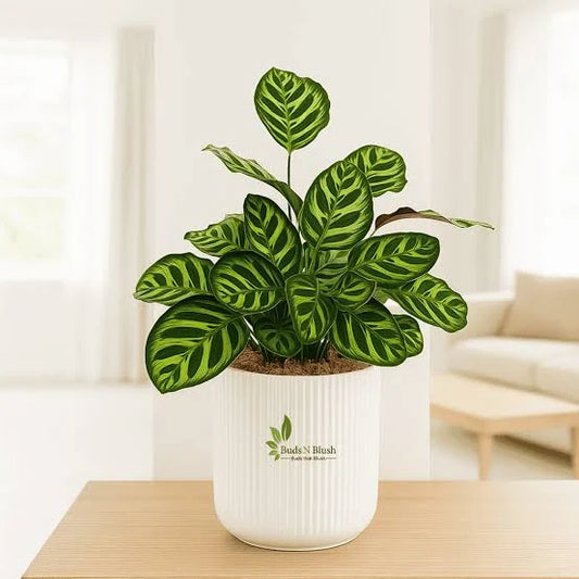 CALATHEA