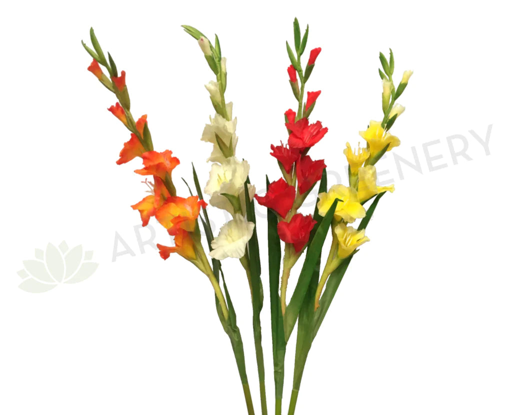 Gladiolus