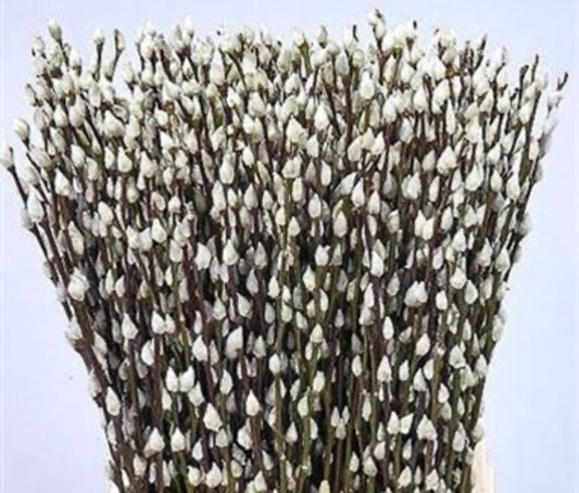 Salix Snowflake Pussy Willow