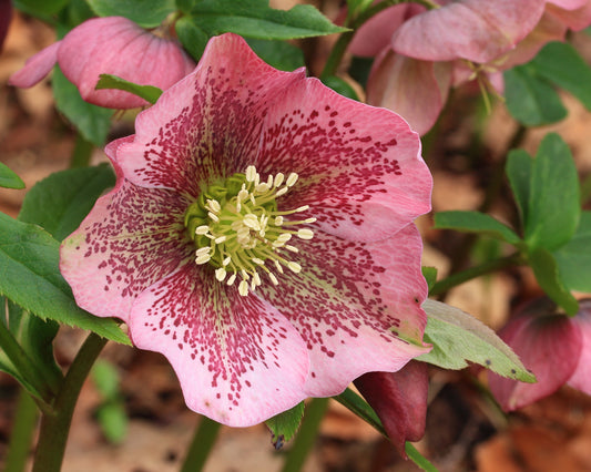 Helleborus
