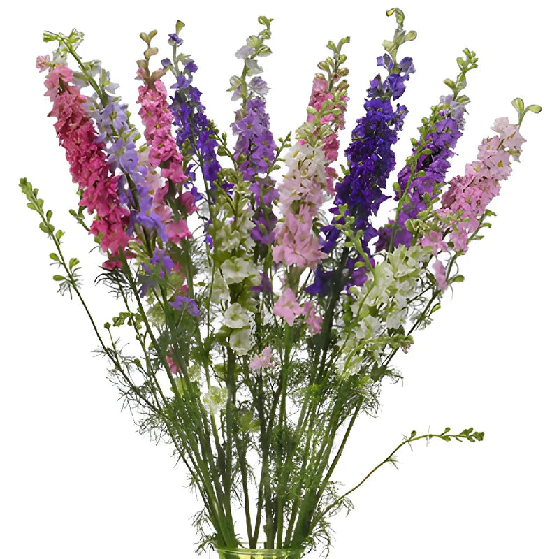 Larkspur
